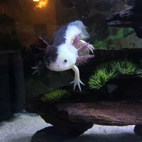 Piebald Axolotl