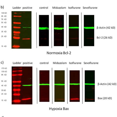 Bax And Bcl 2 Western Blots Representative Western Blot Clippings For Download Scientific