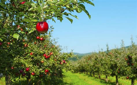 Árboles Frutales De Fácil Cultivo Y Abundantes Frutos