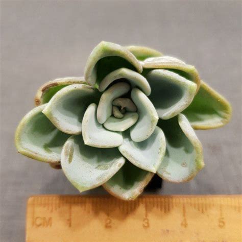 Echeveria Orpet Furniture Home Living Gardening Plants Seeds On