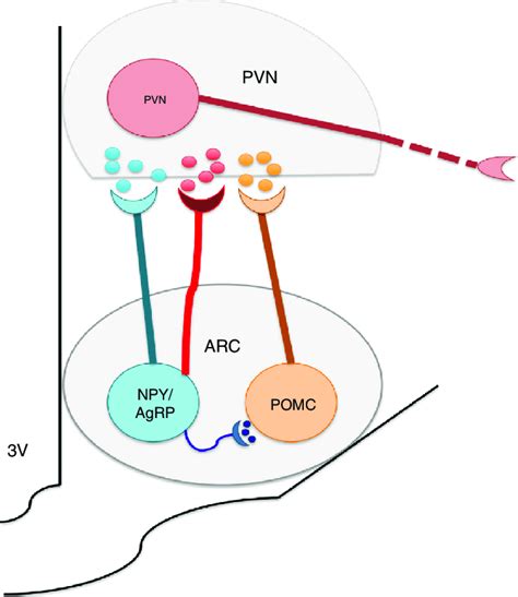 The Arcuate Nucleus Neurons Arc Neuropeptide Yagouti Download