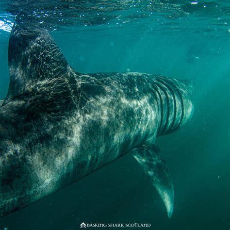 Basking Shark Scotland - Basking Shark Scotland