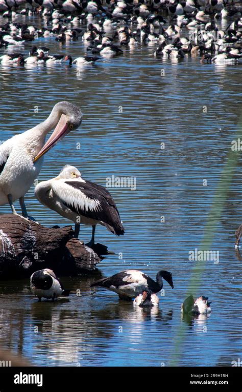 Australian Pelican Pelecanus Conspicillatus Stock Photo Alamy