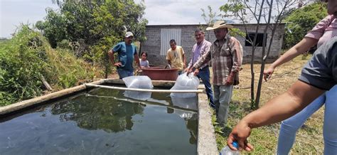 Entregan 16 mil crías a productores acuícolas de Ario de Rosales