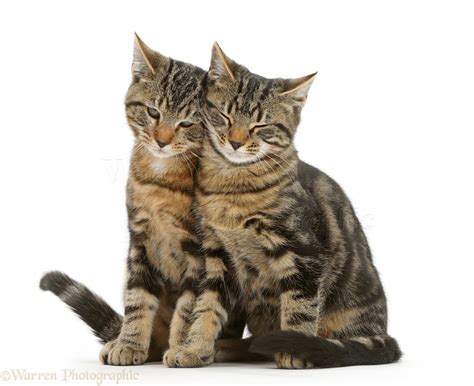 Two Cats Sitting Together