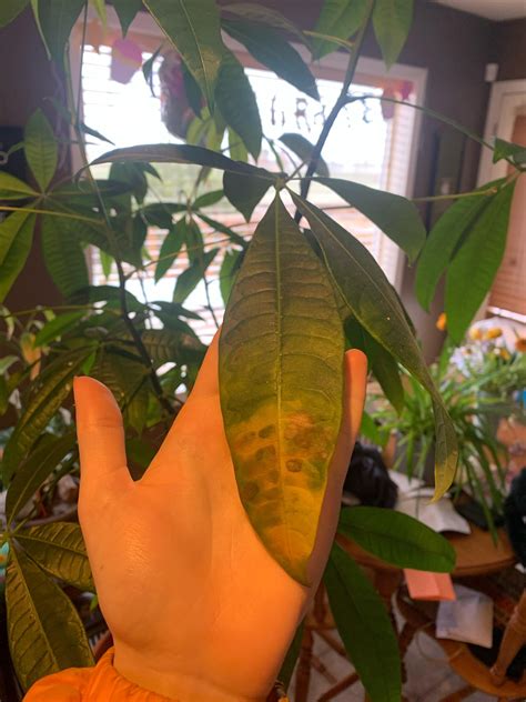 Spotted Yellowing Leaves On Money Tree Rplantclinic