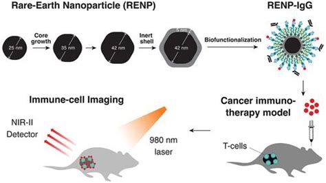 使用稀土纳米粒子在癌症免疫治疗过程中对 T 细胞进行无创体内成像 ACS Nano X MOL