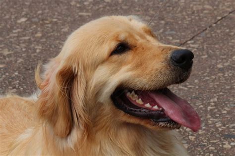 Quais S O Os Cachorros Mais Lindos Do Mundo Mundo Do Empreendedor