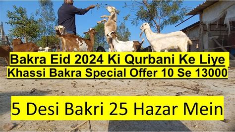 Bakra Eid 2024 Ki Qurbani Ke Liye Khassi Bakra Special Offer 10 Se