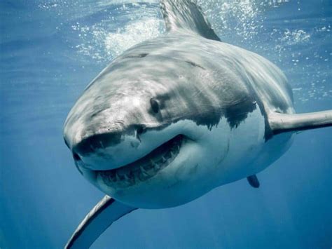 40 Great White Shark Facts: Predator Of The Oceans - Facts.net