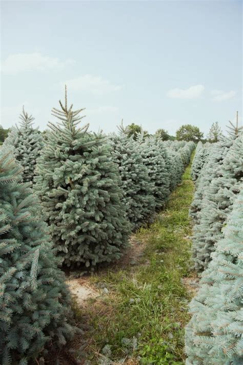 Ohio’s Top Christmas Tree Farm and Christmas Family Traditions — Timbuk ...