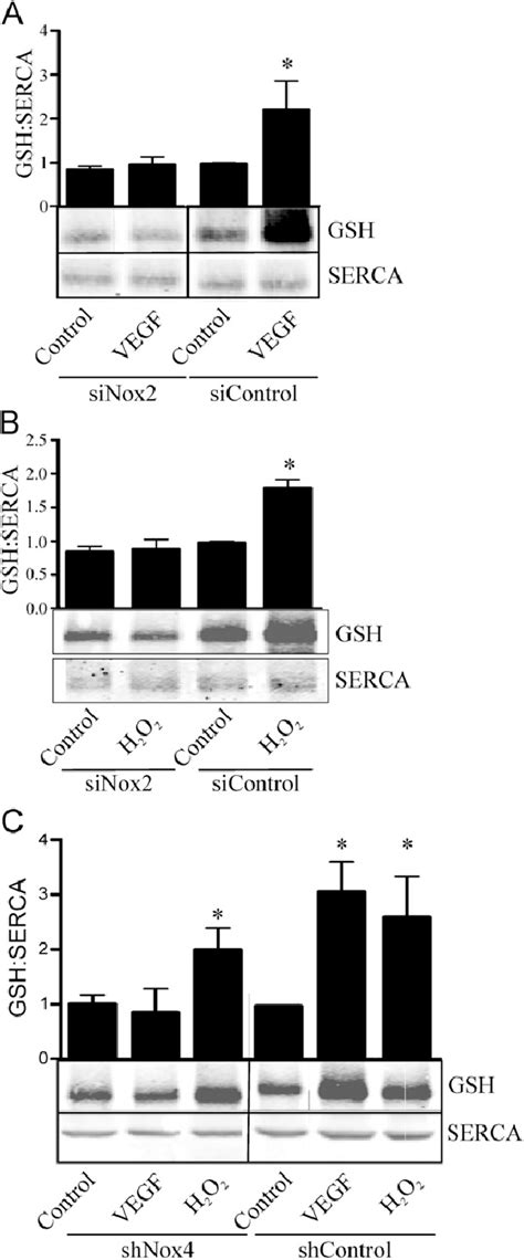 Nox And Nox Are Required For Vegf Induced S Glutathiolation Of