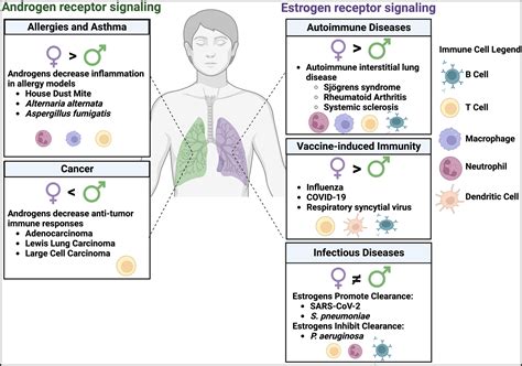 Sex Hormone Signaling And Regulation Of Immune Function Immunity