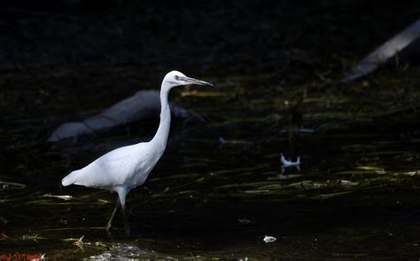 Aigrette Garzette Aigrette Garzette Egretta Garzetta Jean