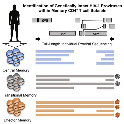 Identification Of Genetically Intact Hiv 1 Proviruses In Specific Cd4