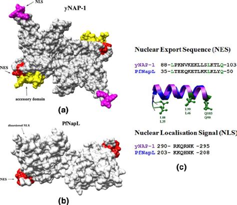 NES And NLS Motifs In YNAP 1 And PfNapL A Surface Representation Of