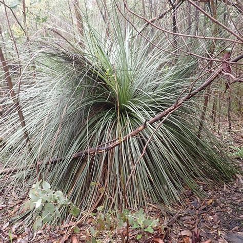 Hard Yacca Grass Skirts Are A Life Saver For Many Animals But Fire