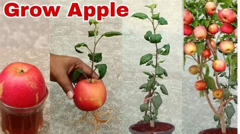 How To Grow Apple Trees How To Grow Apples How To Grow Apple Tree