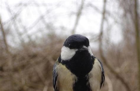 DÉCOUVREZ LES OISEAUX DE NOS CAMPAGNES