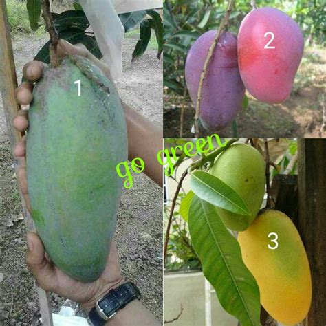 Jual Bibit Buah Mangga 3 Batang Irwin Chokanan Kiojay Tinggi 60 Cm Di