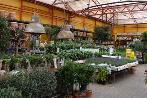 De Mooiste Mediterrane Tuinplanten Koop Je Bij Tuincentrum Osdorp