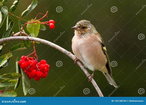 Finch Passerine Bird Mountain Italian Europe Stock Photo Image Of