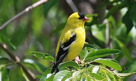 Out My Backdoor: Goldfinches Brighten Backyards in Summer | Department