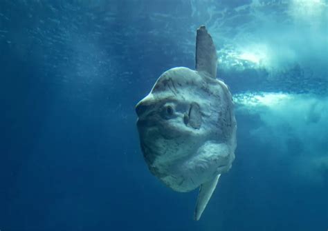 Mola Mola Unveiling The Mysteries A Thrilling Dive With Mola Mola In