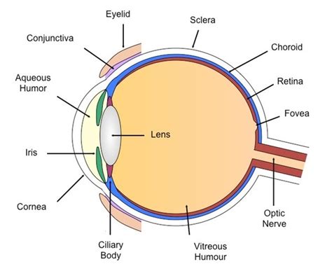 Exercise 23 Special Senses Anatomy Of The Visual System Diagram Quizlet