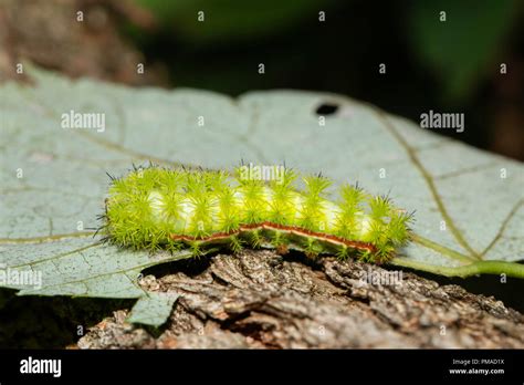 Venomous IO moth caterpillar - Automeris io Stock Photo - Alamy