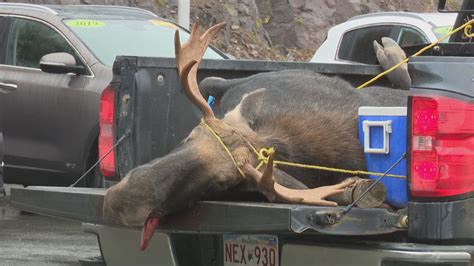 Ouverture De La Chasse Aux Braconniers Radio Canada Ca