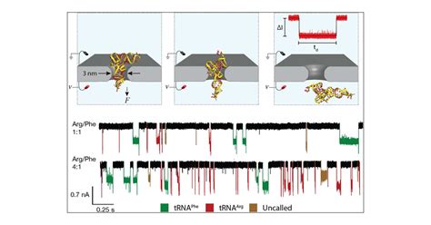 Electrophoretic Deformation Of Individual Transfer RNA Molecules