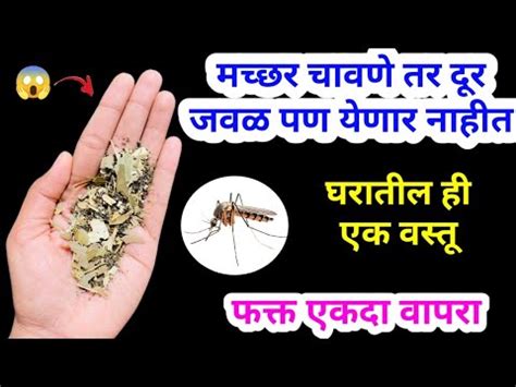 5 मनटत सरव मचछर पळन जतल takau pasun tikau kitchen tips