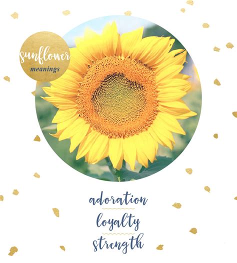 Sunflower Meaning And Symbolism