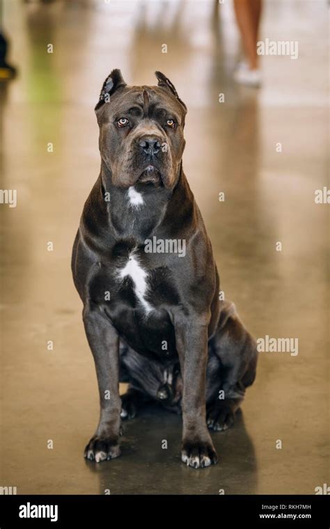 Cane Corso Hi Res Stock Photography And Images Alamy