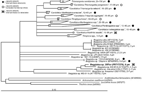 Phylogenetic Tree Based On 16s Rrna Gene Sequences Showing The