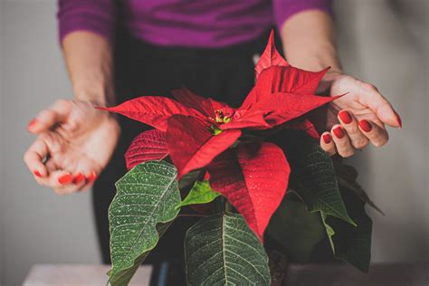 Flores De Natal Conhe A As Principais Flores Natal Cias Interflora