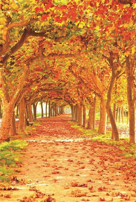 Fall Zoom Backgrounds Free Loshadow
