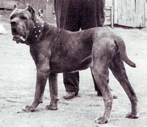 Mastino Napoletano Tutto Su Questa Grande Razza Italiana