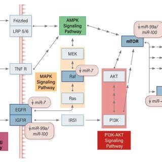 miRNA modulators of the Wnt β catenin signaling pathway in