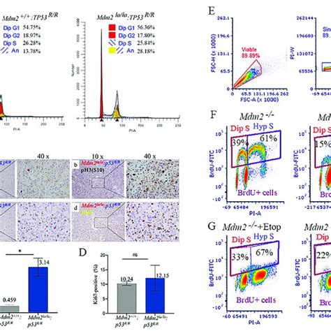 P53 Null Mdm2 La La MEFs And Sarcoma Cells Have Defects In And