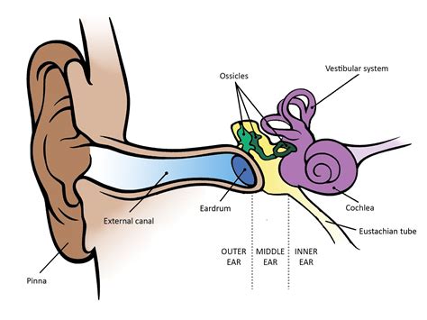 Inner Ear Drawing | Free download on ClipArtMag