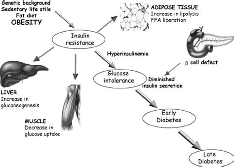 The Different Steps In The Development Of Type 2 Diabetes Download