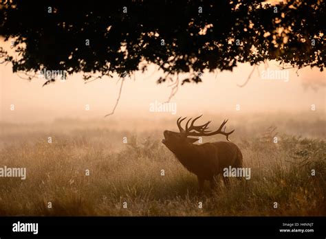 Silhouette Of Stag Roaring Hi Res Stock Photography And Images Alamy