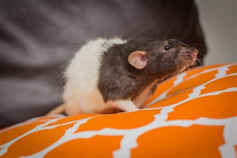 Dumbo Rat Info Behavior Lifespan And Care With Pictures Pangovet