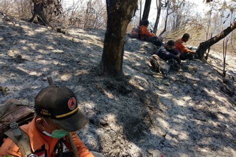 Tim Penanganan Karhutla Terjebak Kebakaran Di Gunung Argopuro ANTARA News