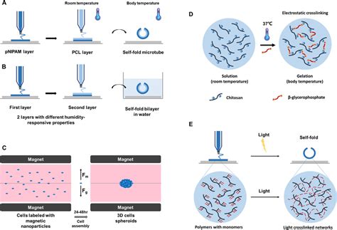 Schematic Illustrations Of Physical Stimuli Responsive Biomaterials