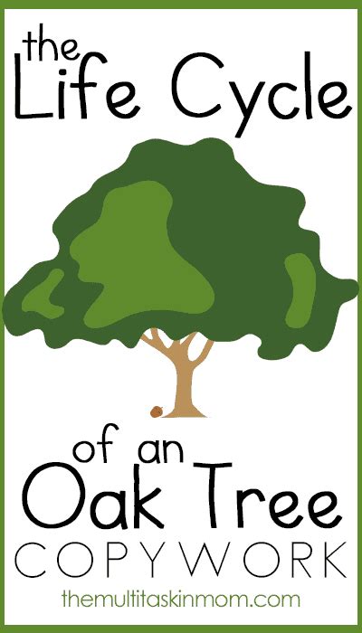 The Life Cycle Of An Oak Tree Homeschool Printables For Free