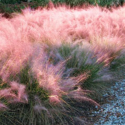 National Plant Network 2 5 Qt Pink Muhly Grass With Pink Bloms Hd1310 The Home Depot