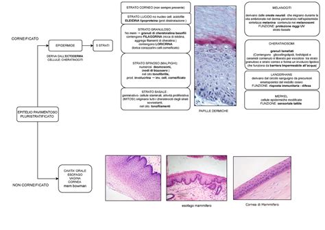 Epitelio Pavimentoso Pluristratificato Schema Riassuntivo Istologia